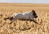 SETTER ANGLAIS 107